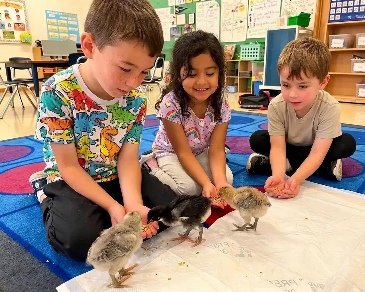 Children feeding chicks from their hands at daycare